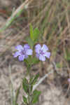 Oblongleaf snakeherb